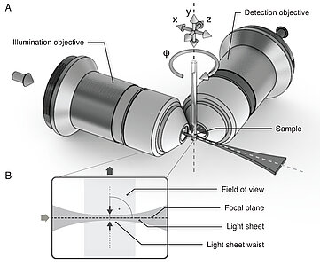 Das grundlegende Prinzip der Lichtblattmikroskopie