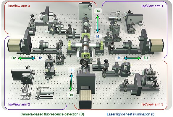 Das IsoView Mikroskop besteht aus vier orthogonal ausgerichteten Armen für simultane Beleuchtung und Fluoreszenzdetektion.