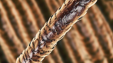 Ein menschliches Haar ist rund 80.000 Nanometer dick